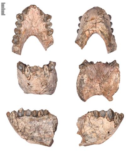 The mandible of Stirtonia victoriae